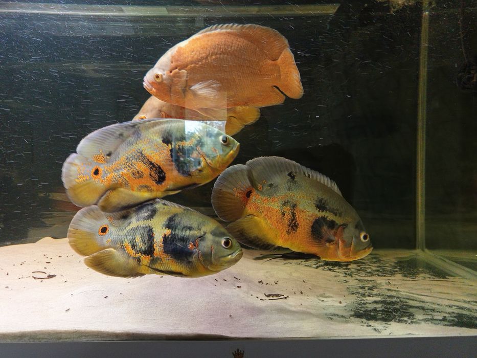 Sprzedam pielęgnice pawie oko