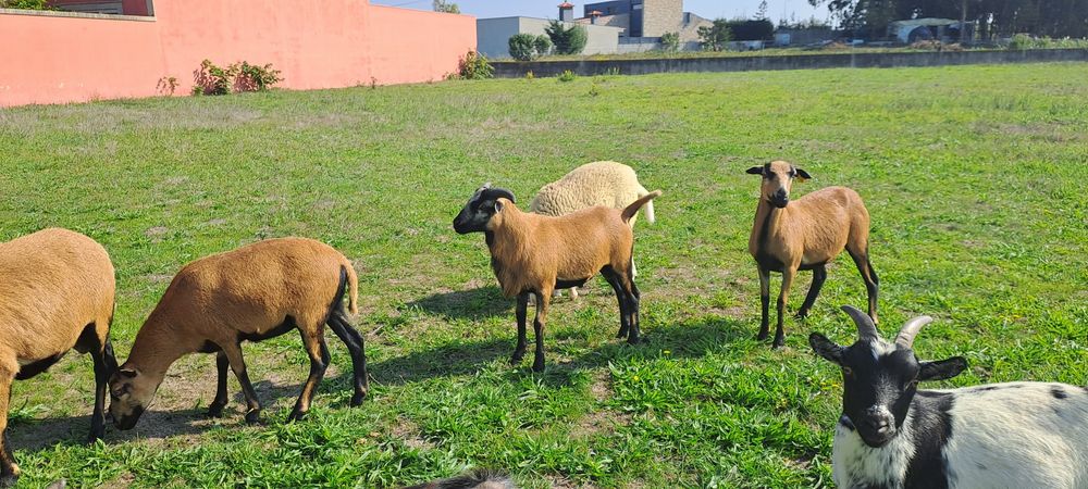 Cabras Anãs adultas