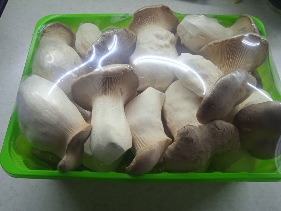 Продам грибы (эринги)