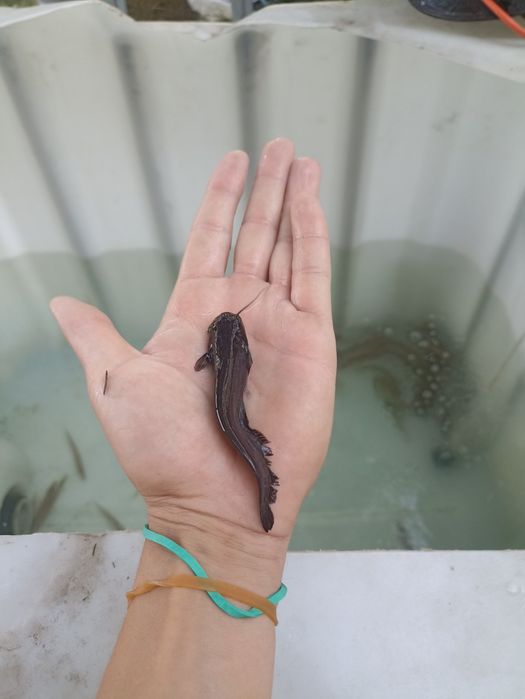 Szczupak Sandacz Sum Karp