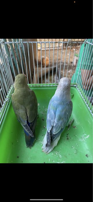 Lote re rossicolis cerca de 3 casais ja formandos