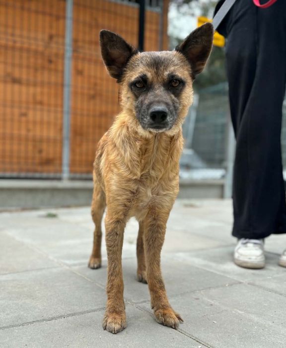 KOJOTKA,2 lata adopcja za darmo
