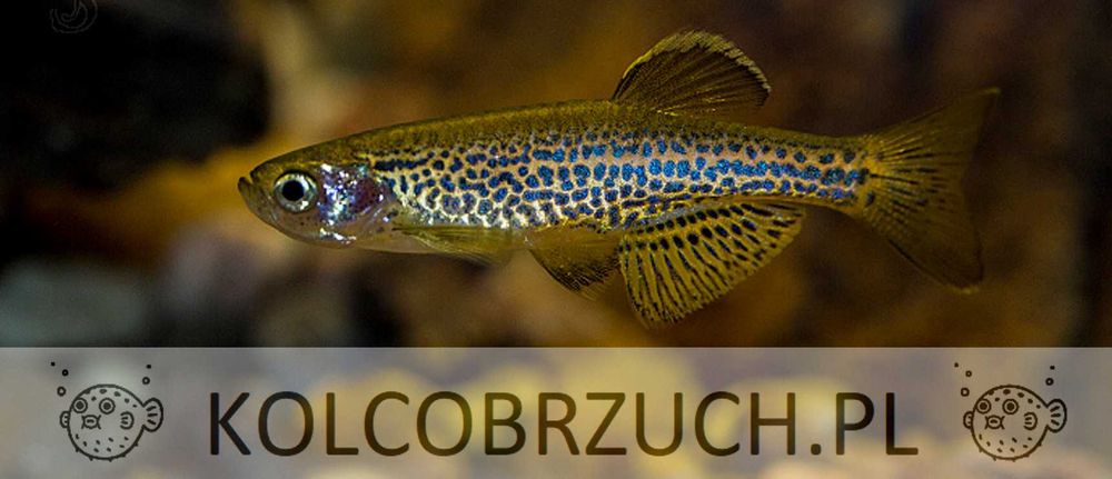 Danio lamparci - Brachydanio lamparcie - dowóz, wysyłka