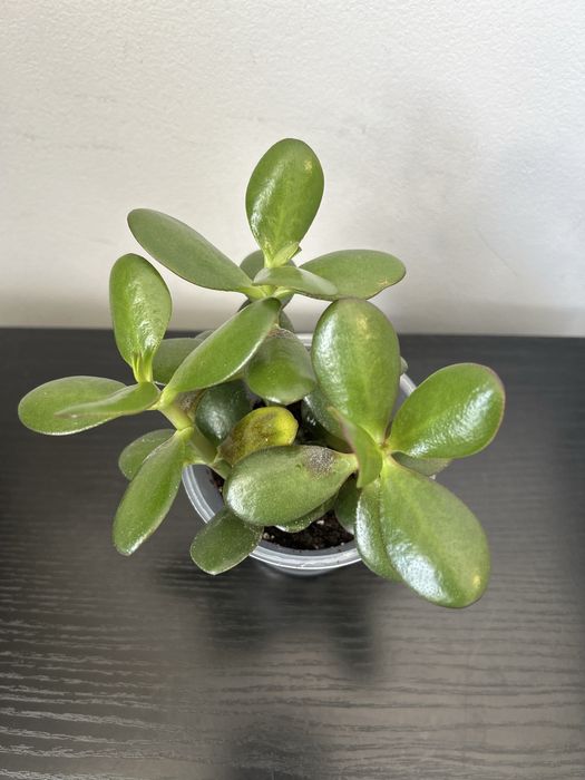 Грошове дерево , красула