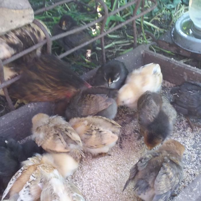 Продам инкубационное домашнее куриное яйцо.