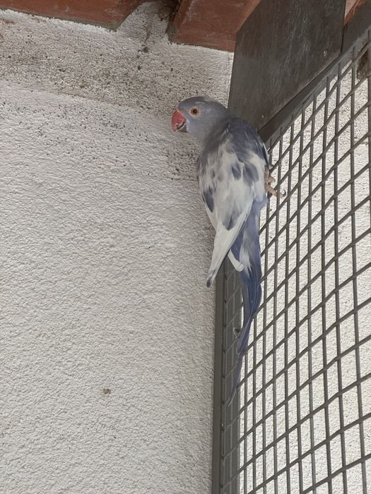 Ring Necks para cedencia