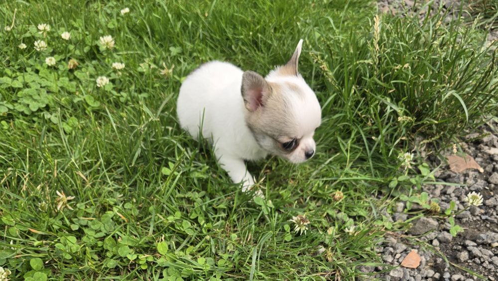 Chihuahua bardzo maleńka sunia