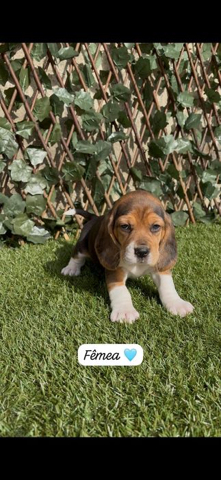 Excelente beagle fêmea