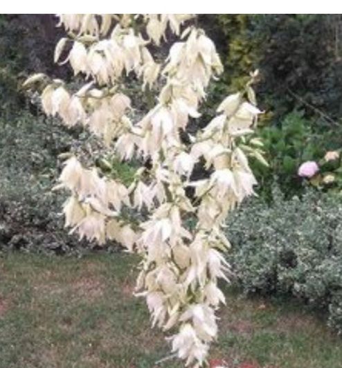 Juka ogrodowa kwitnąca