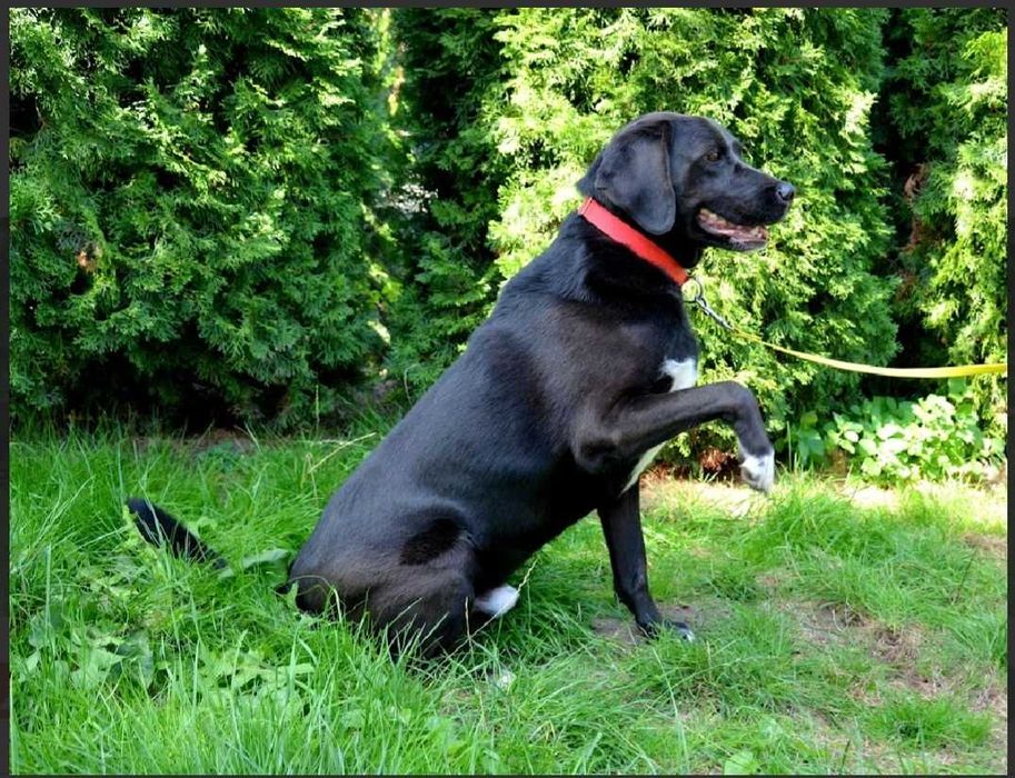 KENZIK radosny, lubi zabawy z psami do adopcji