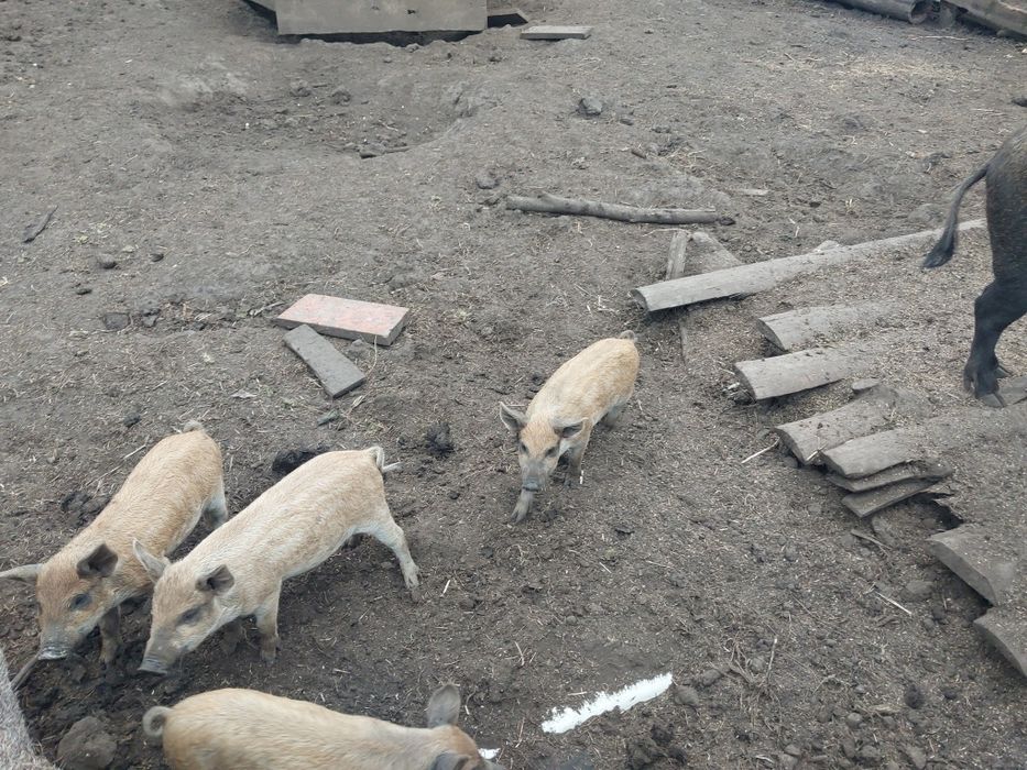 Пацята мангали продам