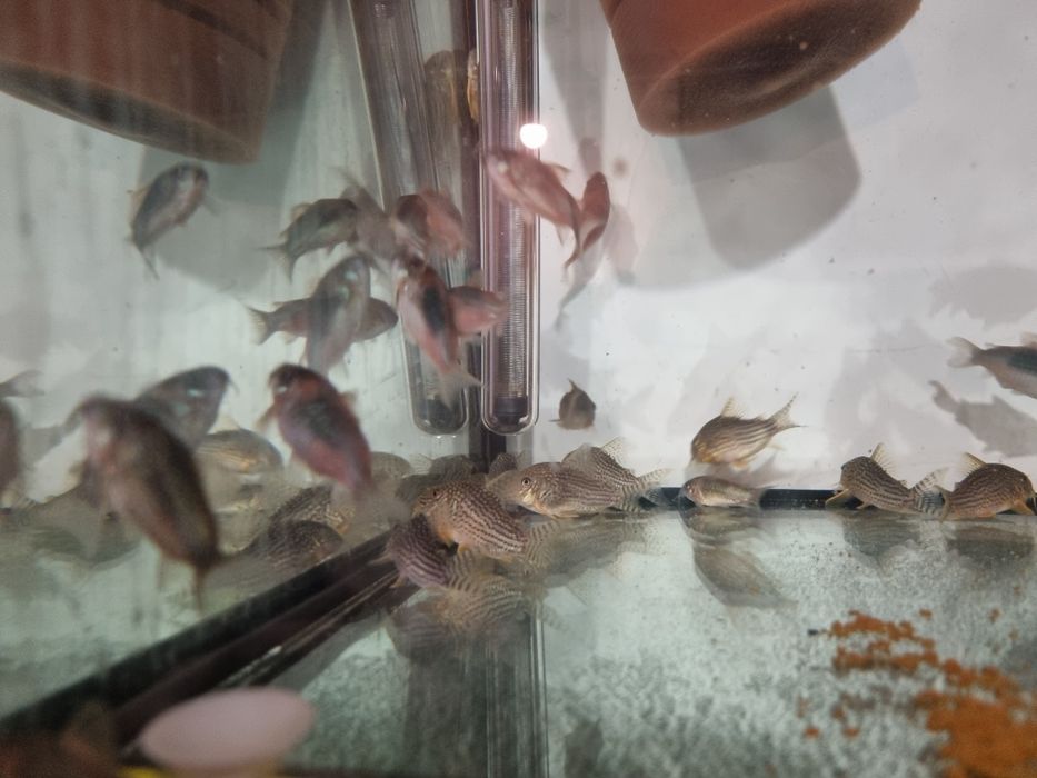 Kirys Sterbai Wenezuelski