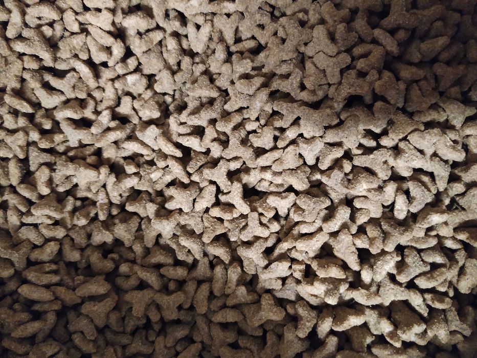 Sucha karma dla kotów