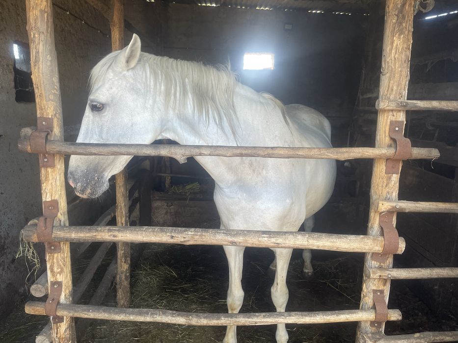 Egua cruzada de lusitano