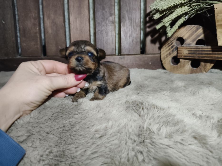 Yorkshire Terrier machinho gold