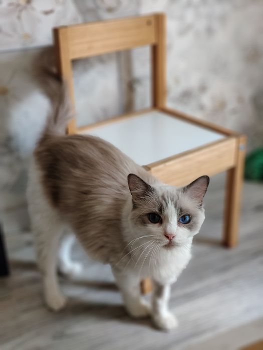 Ragdoll. Kotka. Po sterylizacji