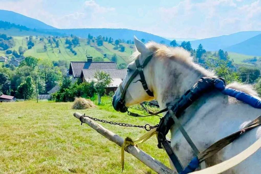 Продається кінь в селі Липовиця
