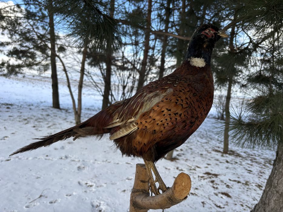 Bażant wypchany – dekoracja