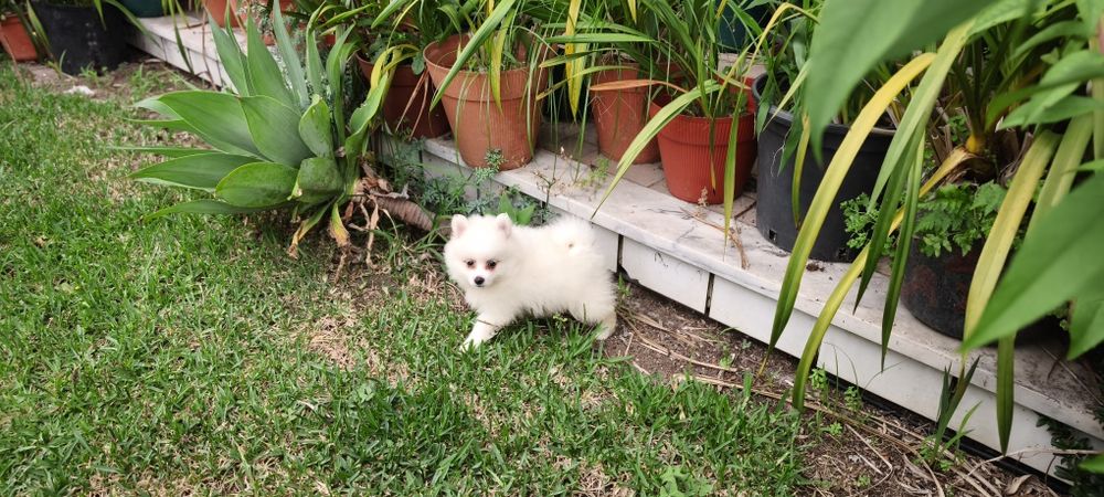 Spitz Lulu da Pomerânia hiper miniatura alta qualidade pronto para entrega imediata