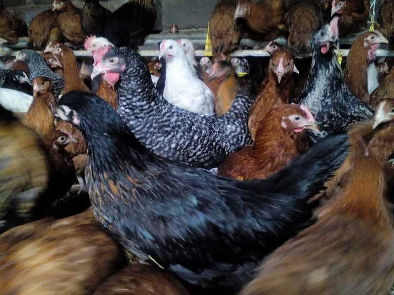 Kury nioski młode kury kurki ogólnoużytkowe kokoszki dowóz