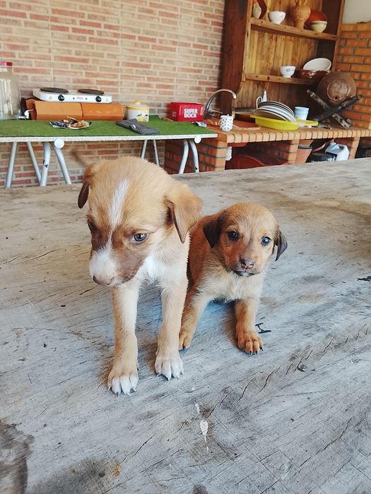 Cachorrinhos de porte médio para adoção