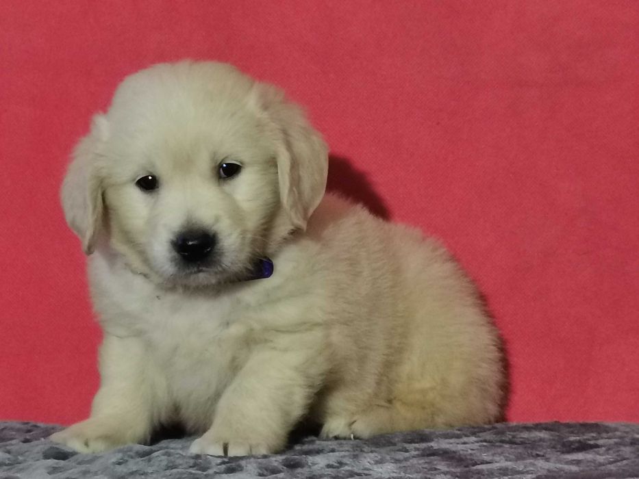 Golden retriever piesek kremowo złoty