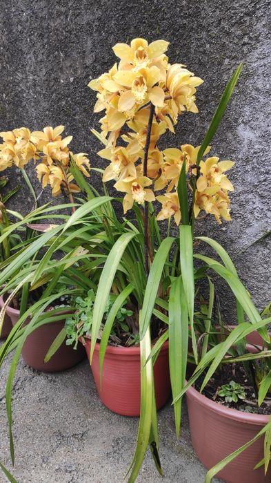 Orquídea Amarela aromática