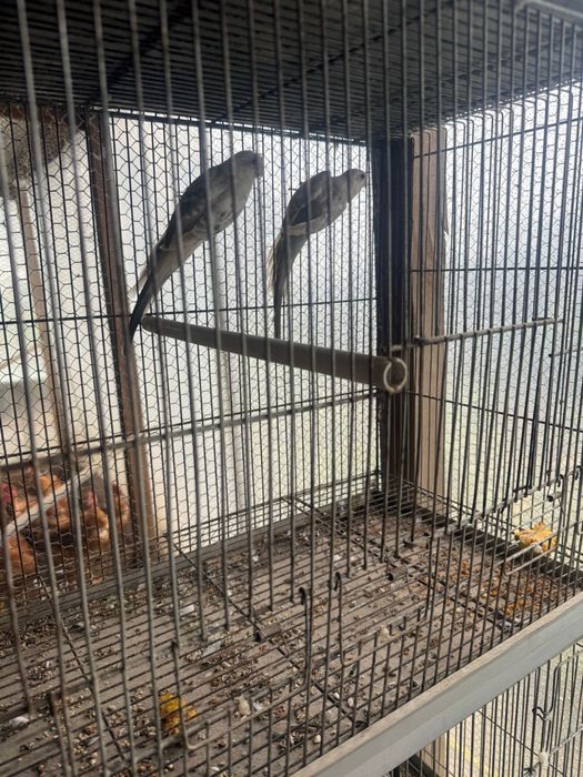 Vendo casal red ramp