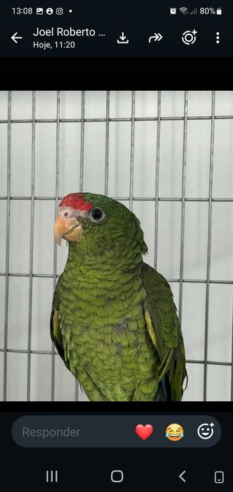 Amazonas Papagaio Petrei 26 F