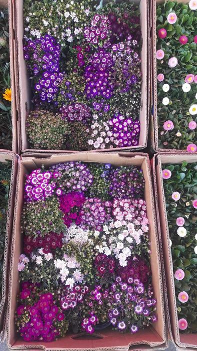 газанія, обріета, маргаритка, квіти оптом, доставка Київ\Троєщина