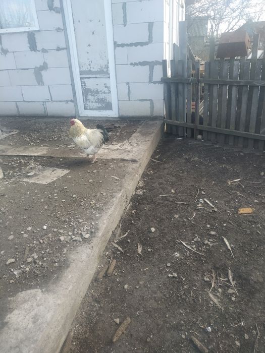 Продам два гарних пiвнi.