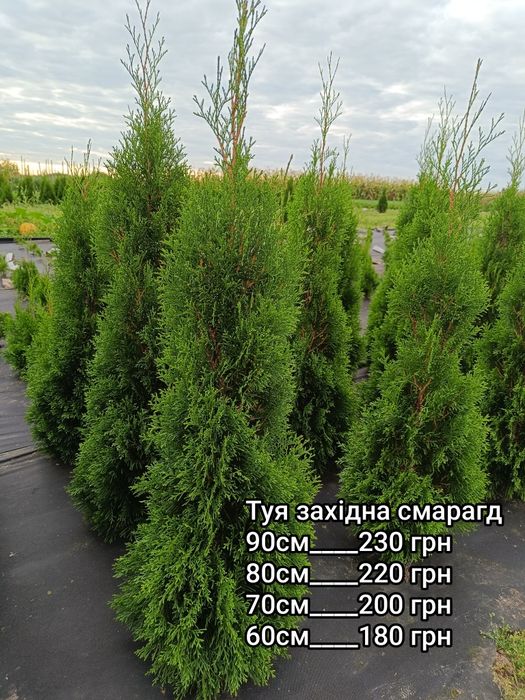 Туя смарагд, золотий смарагд, ялівець Голд Коне, ялівець блю ароу, ялівець Мунглоу , туя даніка,  туя Міріям, кипарис івоне
