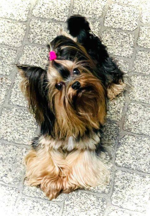 York Romek z Bajki. Cudny czarno-złoty z prawdziwym rodowodem.