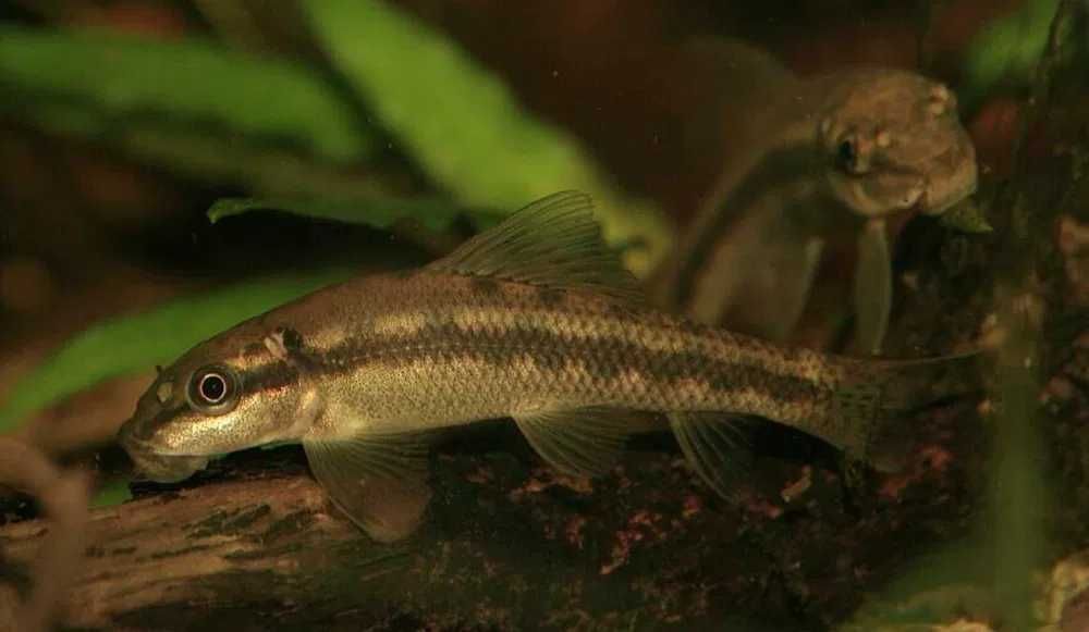 GB Glonojad Syjamski