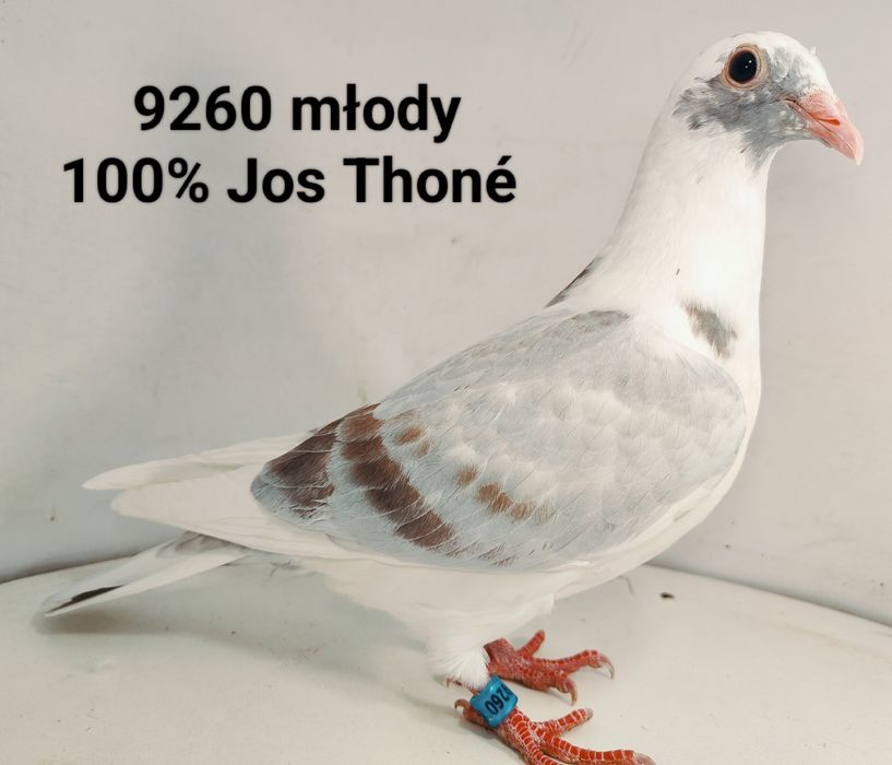100 % Jos Thoné. Gołąb, gołębie pocztowe.