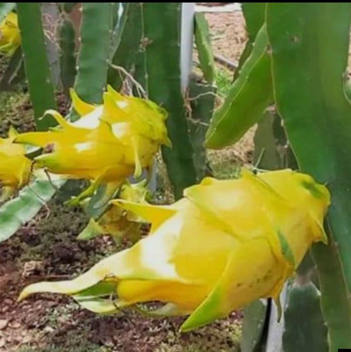 Mudas de pitaya Golden Yellow (Auto-Fertil)