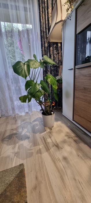 Kwiat doniczkowy Monstera 100cm