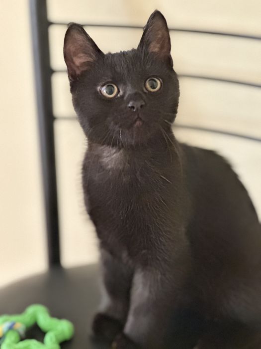 Два курносики котики