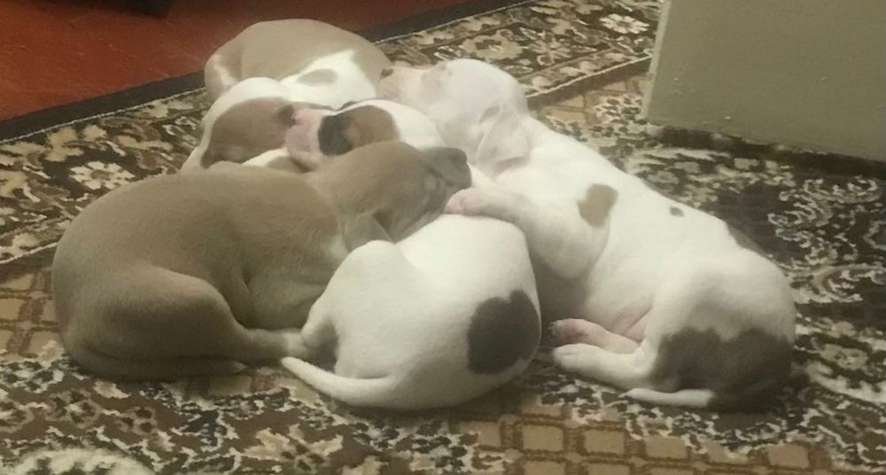 Піт-бультерер щеночьки