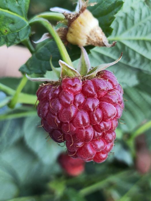 Малина Джоан Джей