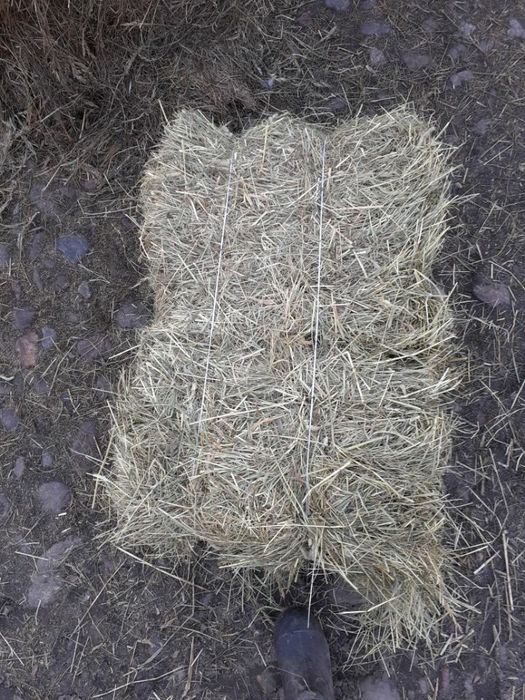 Siano kostki świeże