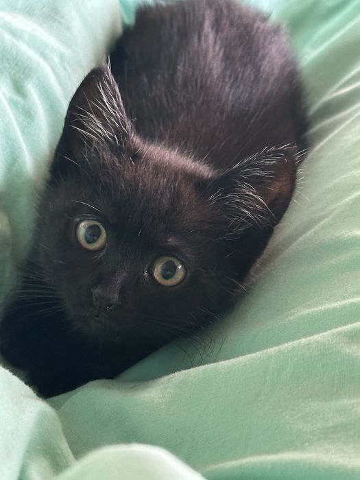 Кошенята . Чернівці