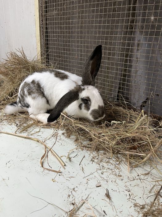 Coelho Macho futuro reprodutor