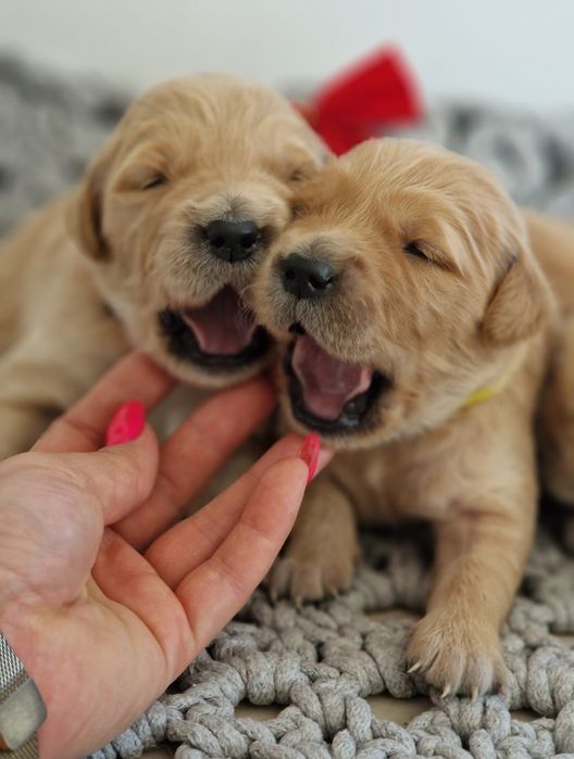 Golden Retriever  szczeniaki Złote / Ciemno Złote