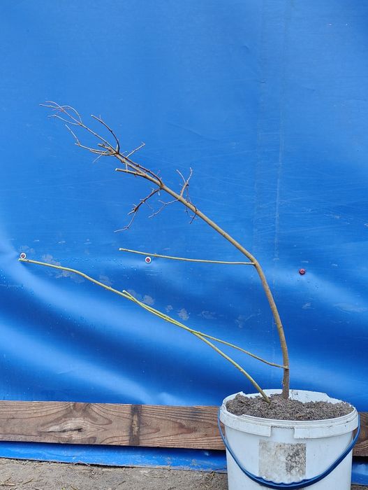 Бірючина саджанці