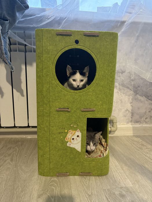 Подрощенные котята в самые заботливые и ответственные руки!