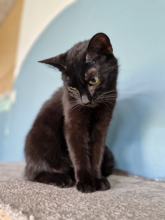 Gabrysia spokojna kotka