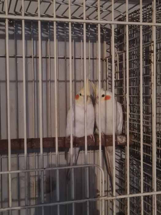 Casal Caturras adultas