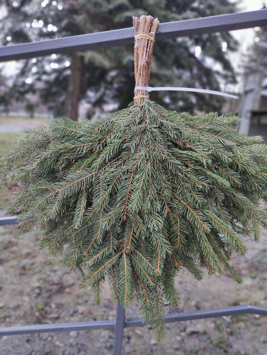 Хвойний віник ялина