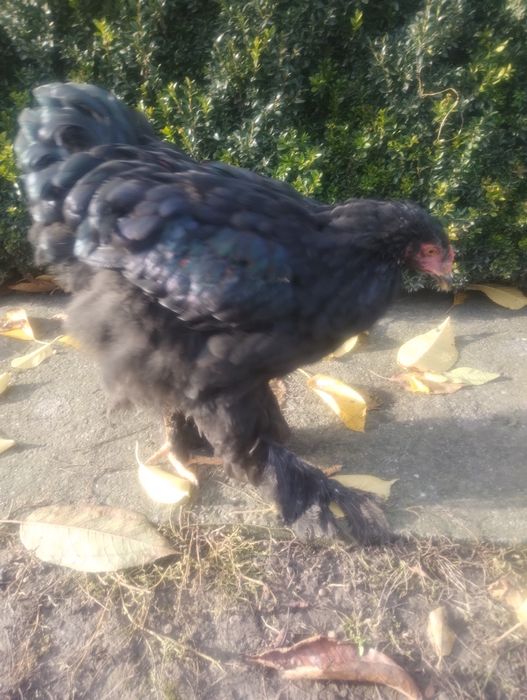 Курчата порода Кохінхін